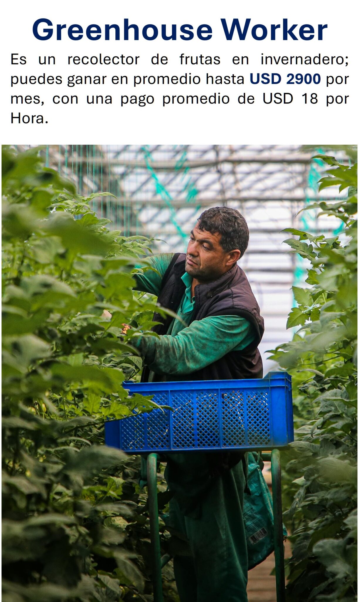 3 green house worker ready